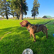 Kingston joined the competition — help win amazing prizes! dog, brown_dog, harness, grass, park, water_bowl, trees, sunny, outdoor, blue_sky, pavilion, leash, canine, nature, pet, animal, happy, tongue_out, daytime, field