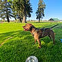 dog, brown_dog, harness, grass, park, water_bowl, trees, sunny, outdoor, blue_sky, pavilion, leash, canine, nature, pet, animal, happy, tongue_out, daytime, field