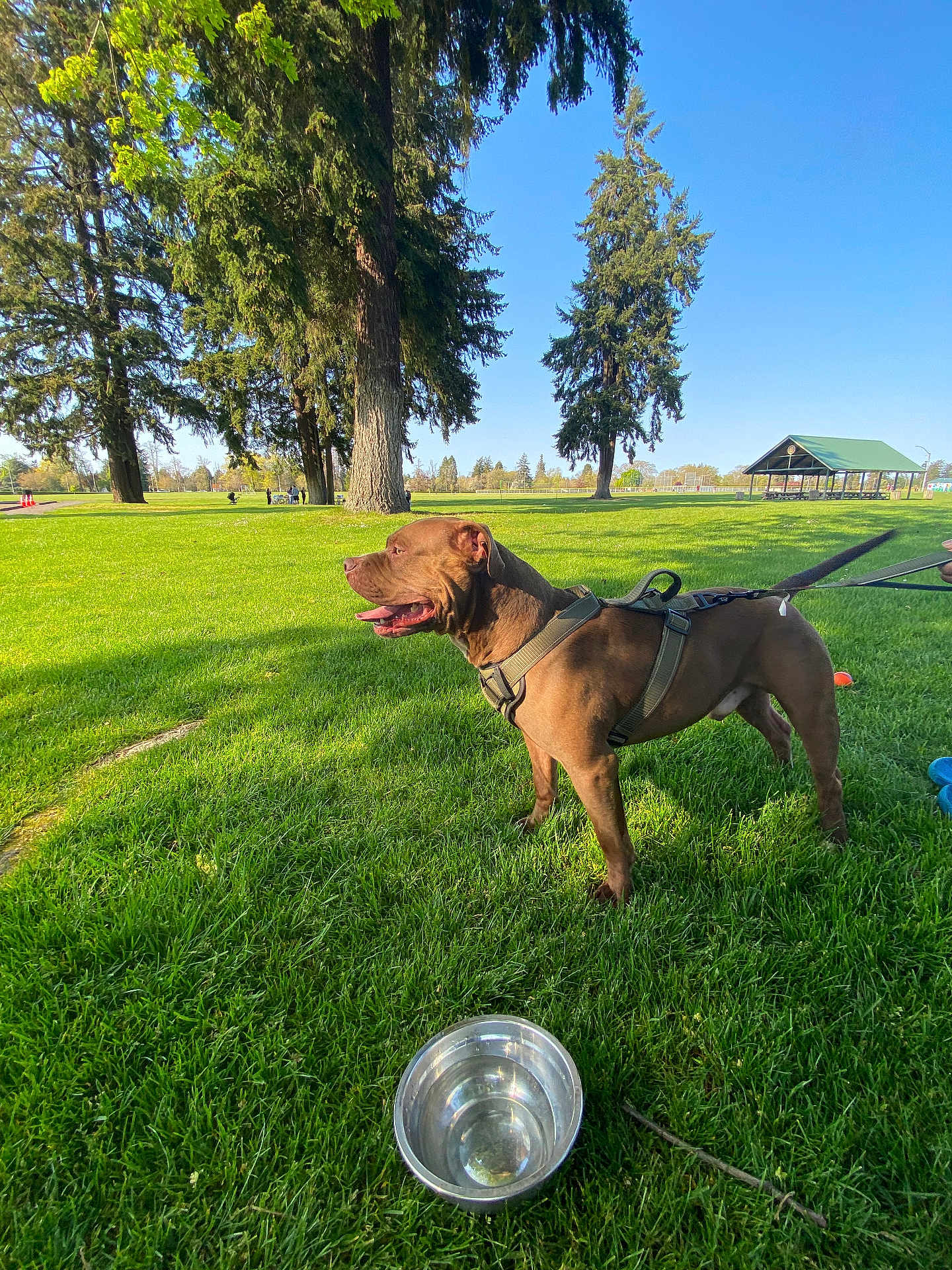 Kingston joined the competition — help win amazing prizes! dog, brown_dog, harness, grass, park, water_bowl, trees, sunny, outdoor, blue_sky, pavilion, leash, canine, nature, pet, animal, happy, tongue_out, daytime, field