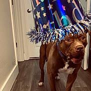 Kingston joined the competition — help win amazing prizes! dog, brown_dog, birthday_hat, party_hat, indoor, wooden_floor, door, collar, pet, canine, celebration, festive, animal, standing, flooring, house, room, domestic, fur, ears