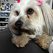 Layla is registered to the contest to win money with this photo: dog, white_dog, bow, pet, fluffy, cute, close_up, indoors, fur, animal, resting, paws, face, adorable, pink_bow, looking_away, domestic_animal, companion, furry, portrait