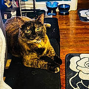 Jade joined the competition — help win amazing prizes! cat, tortoiseshell, pet, animal, indoor, bench, black_furniture, wooden_floor, rug, floral_pattern, bowl, blue_wall, collar, relaxed, looking_at_camera, furniture, cozy, home, domestic, closeup