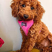 Demi joined the competition — help win amazing prizes! dog, puppy, curly_fur, pink_bow, pink_bandana, pet, indoor, yellow_couch, cute, adorable, close_up, fur, animal, domestic_animal, looking_at_camera, sitting, portrait, tag, bone_shaped_tag, fluffy