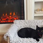 Binx is registered to the contest to win money with this photo: black_cat, cat, pet, chair, blanket, fireplace, indoor, wood_floor, shelf, candles, cozy, home, furniture, relaxing, fur, domestic_animal, living_room, warmth, red_collar, resting