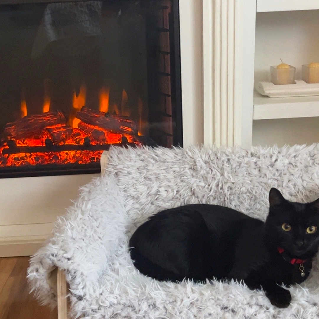 Binx is registered to the contest to win money with this photo: black_cat, blanket, candles, cat, chair, cozy, domestic_animal, fireplace, fur, furniture, home, indoor, living_room, pet, red_collar, relaxing, resting, shelf, warmth, wood_floor