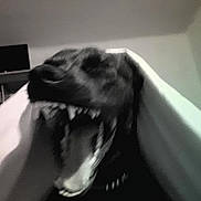 Nala a rejoint le concours — aidez-le/la à gagner de superbes lots ! dog, black_dog, blanket, yawn, teeth, mouth_open, indoor, pet, animal, fur, collar, blur, motion_blur, dark, shadow, home, canine, cute, sleepy, cozy