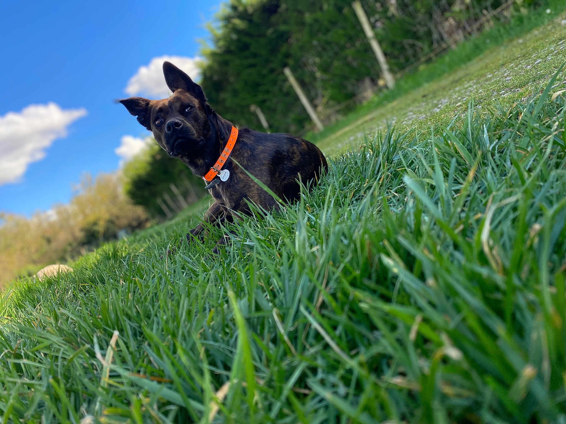 Nala