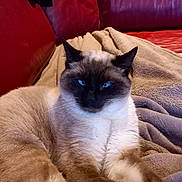 Ulysse a rejoint le concours — aidez-le/la à gagner de superbes lots ! animal, blanket, blue_eyes, cat, comfort, couch, cozy, feline, fur, home, indoor, leather, lying_down, mammal, pet, red_couch, relaxed, resting, siamese_cat, soft_texture