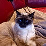animal, blanket, blue_eyes, cat, comfort, couch, cozy, feline, fur, home, indoor, leather, lying_down, mammal, pet, red_couch, relaxed, resting, siamese_cat, soft_texture