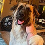 animal, arm, bracelet, close_up, couch, dog, fan, friendly, fur, hand, happy, home_decor, indoor, living_room, mirror, person, pet, smiling, tongue_out, wood_floor