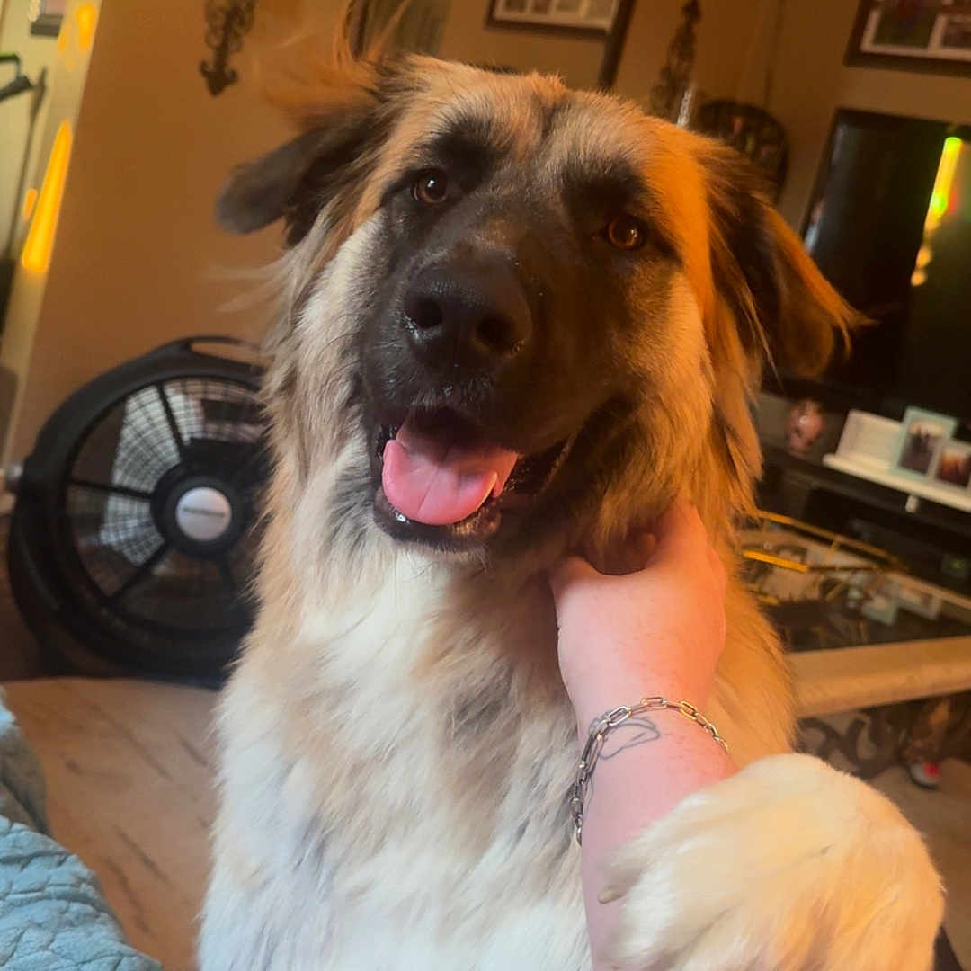 Mocha joined the competition — help win amazing prizes! animal, arm, bracelet, close_up, couch, dog, fan, friendly, fur, hand, happy, home_decor, indoor, living_room, mirror, person, pet, smiling, tongue_out, wood_floor