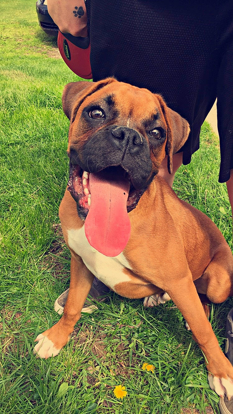 Jax is registered to the contest to win money with this photo: boerboel, boxer, bullmastiff, canidae, carnivore, companion_dog, dog, dog_breed, fawn, grass, korean_mastiff, mammal, molosser, perro_de_presa_mallorquin, rare_breed_dog, snout, sporting_group, tosa, vertebrate, working_dog