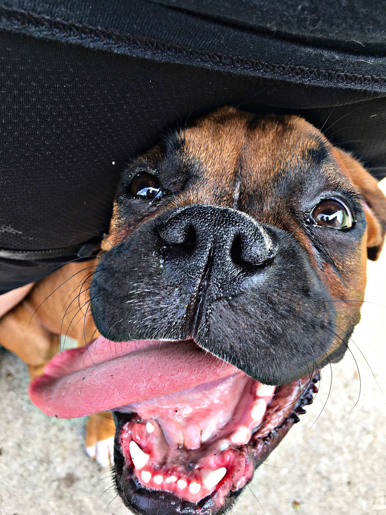 Jax is registered to the contest to win money with this photo: boxer, bullmastiff, canidae, carnivore, companion_dog, dog, dog_breed, ear, fawn, mammal, non_sporting_group, pug, skin, snout, sporting_group, tongue, valley_bulldog, whiskers, working_dog, wrinkle