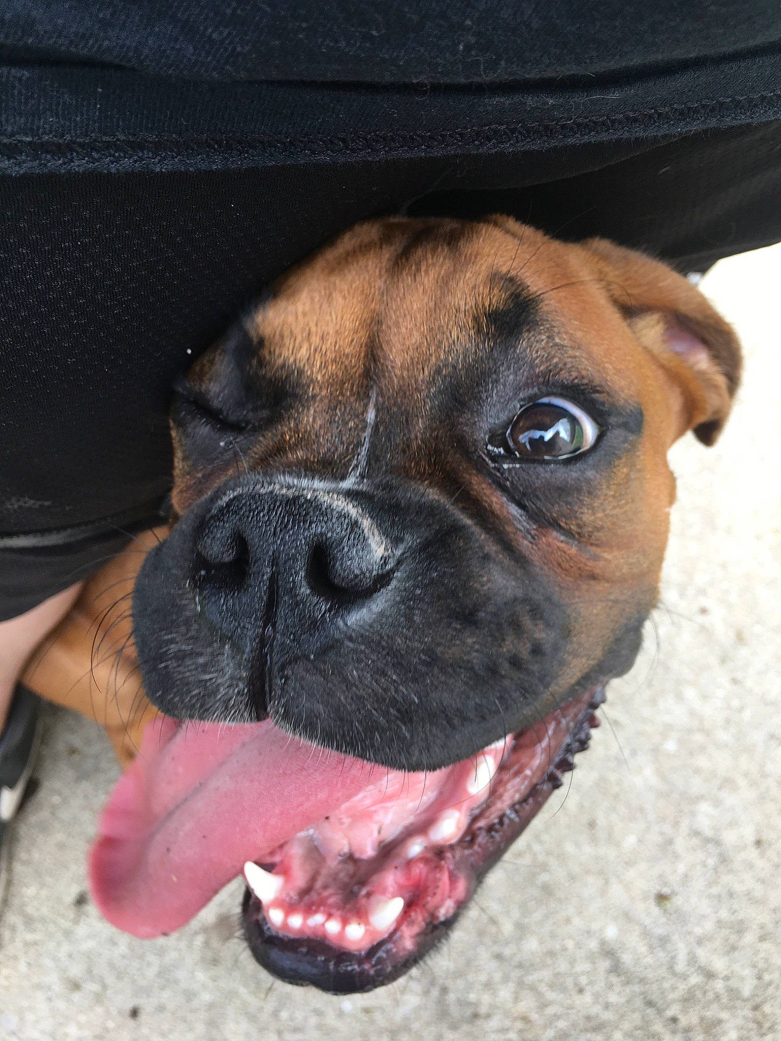 Jax is registered to the contest to win money with this photo: boerboel, boxer, bullmastiff, canidae, carnivore, companion_dog, dog, dog_breed, fawn, mammal, molosser, nose, rare_breed_dog, skin, snout, sporting_group, valley_bulldog, vertebrate, whiskers, working_dog