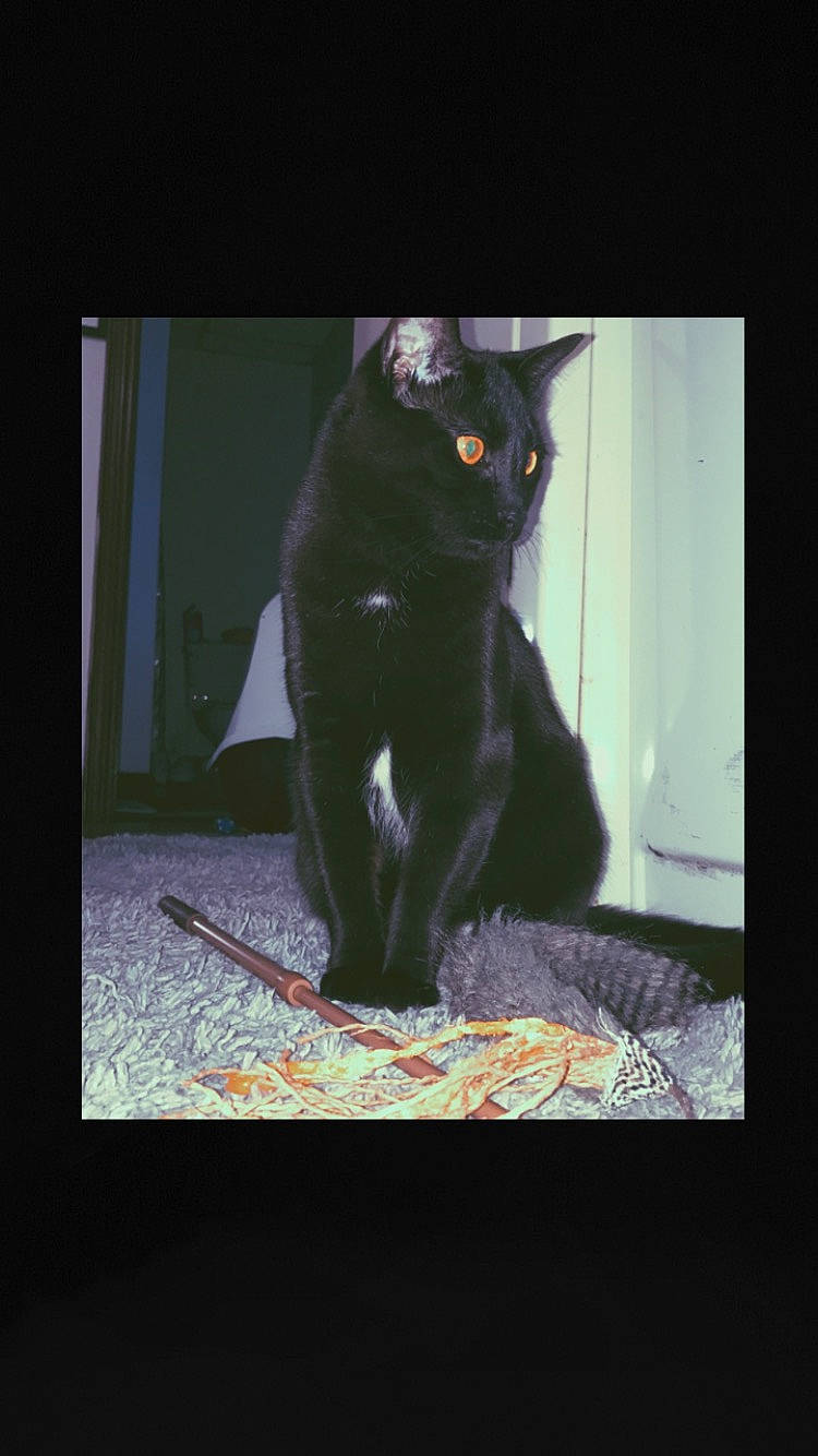 Eve is registered to the contest to win money with this photo: black_cat, bombay, carnivore, cat, darkness, display_device, domestic_short_haired_cat, felidae, fur, photo_caption, rectangle, room, sitting, small_to_medium_sized_cats, snout, square, tail, tints_and_shades, whiskers, window