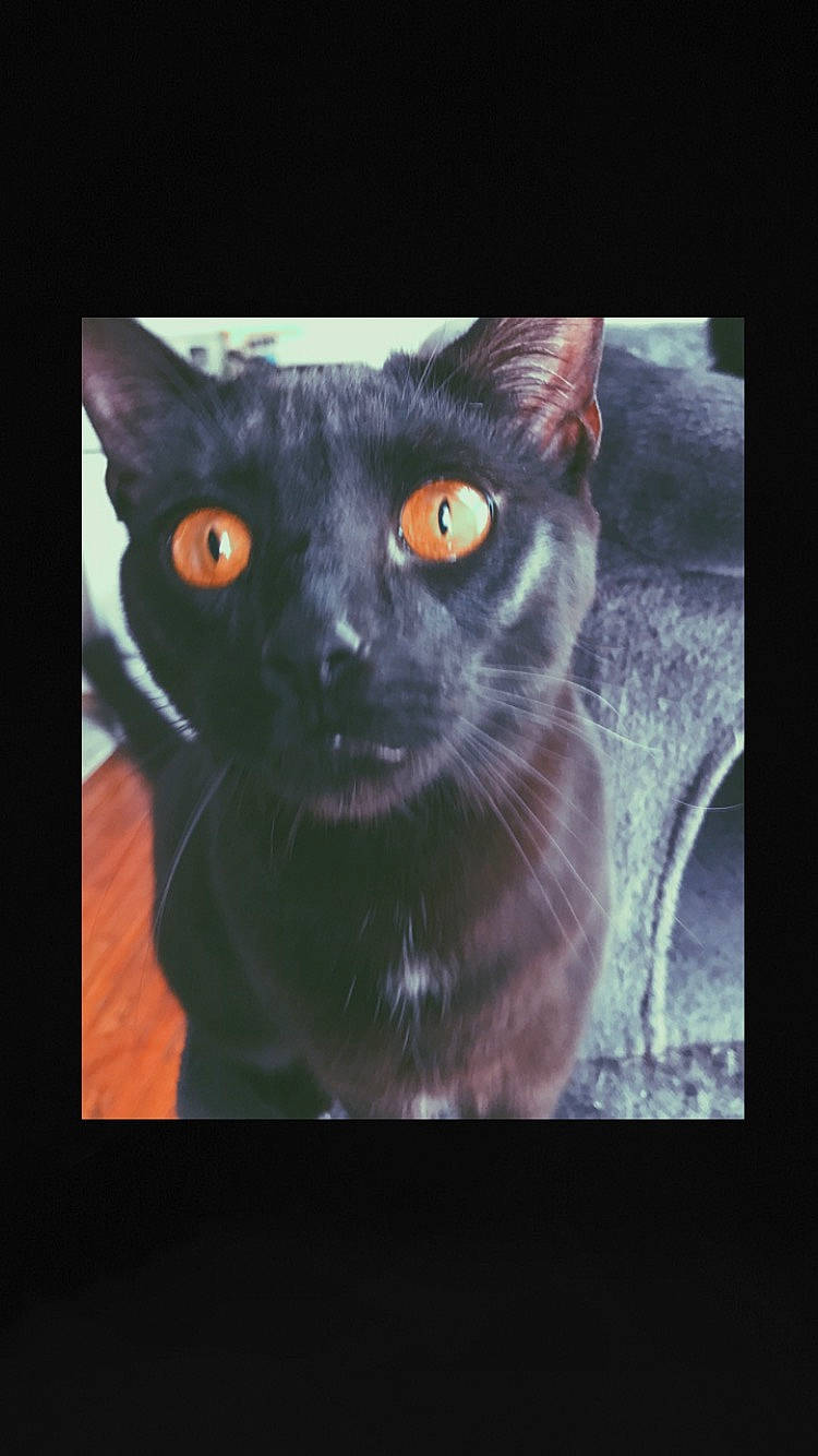 Eve joined the competition — help win amazing prizes! art, black_cat, carnivore, cat, darkness, display_device, domestic_short_haired_cat, felidae, fur, illustration, organism, photo_caption, small_to_medium_sized_cats, snout, square, terrestrial_animal, visual_arts, whiskers, wildlife