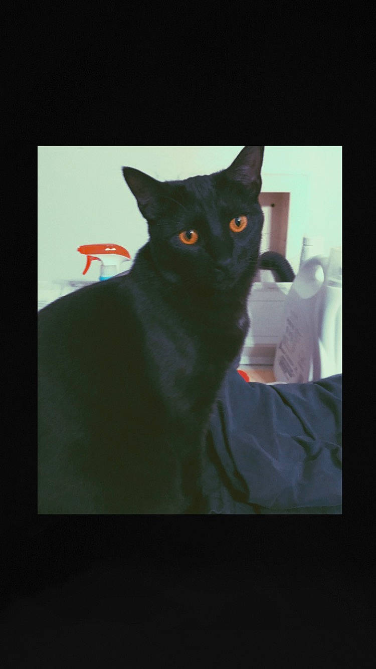 Eve joined the competition — help win amazing prizes! art, black_cat, carnivore, cat, comfort, darkness, domestic_short_haired_cat, ear, eye, felidae, fur, grey, shadow, sleeve, small_to_medium_sized_cats, snout, tail, tints_and_shades, whiskers, window