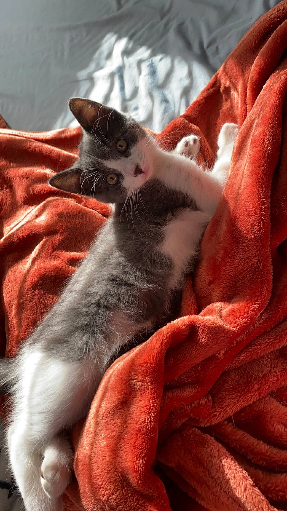 Eden joined the competition — help win amazing prizes! black_cat, carmine, carnivore, cat, claw, comfort, domestic_short_haired_cat, fawn, felidae, fur, gesture, grey, human_leg, linens, orange, paw, small_to_medium_sized_cats, snout, tail, whiskers