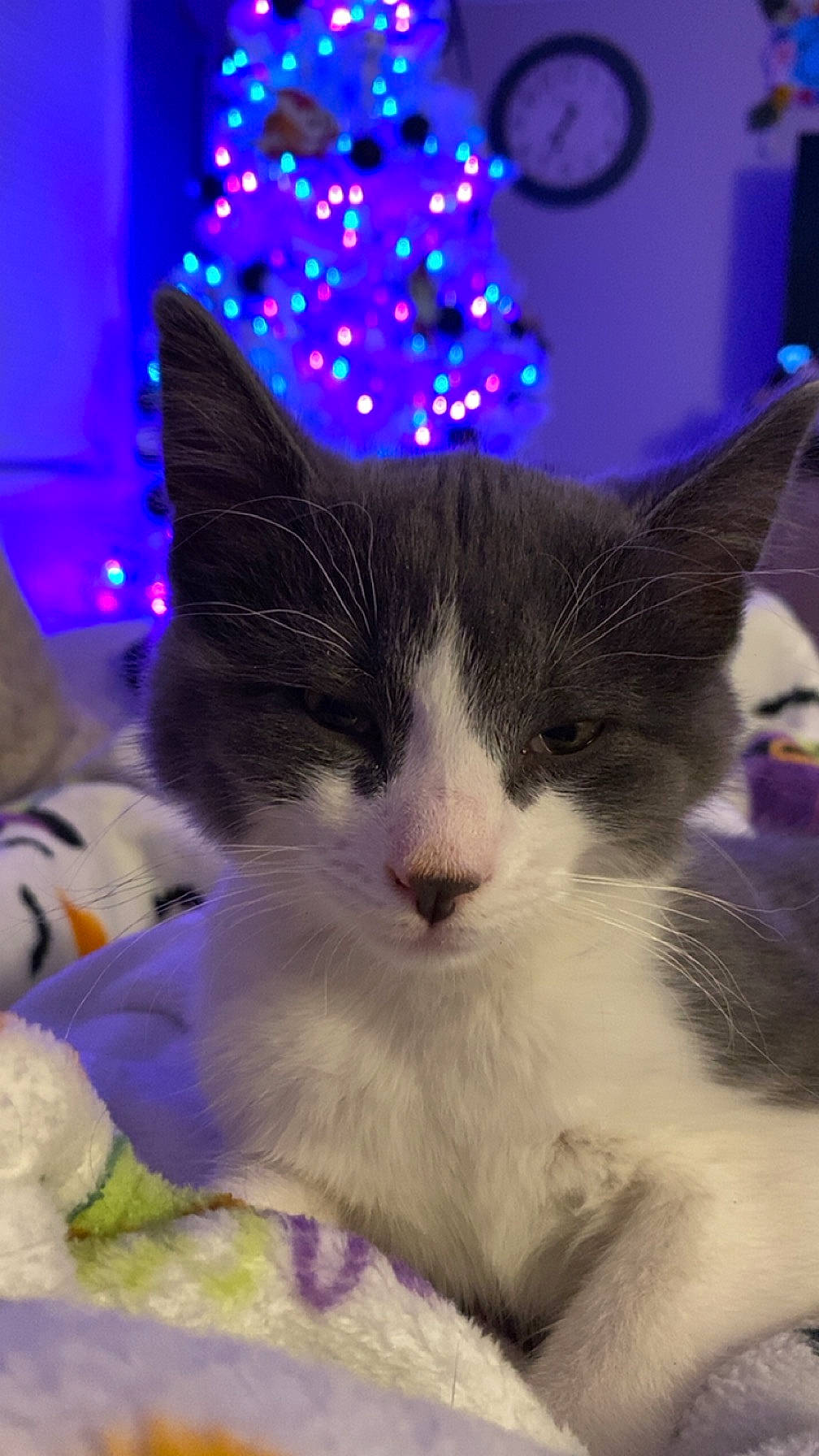 Eden joined the competition — help win amazing prizes! blue, carnivore, cat, christmas_decoration, christmas_tree, comfort, domestic_short_haired_cat, electric_blue, event, felidae, fur, holiday, lap, light, lighting, paw, small_to_medium_sized_cats, snout, tail, whiskers