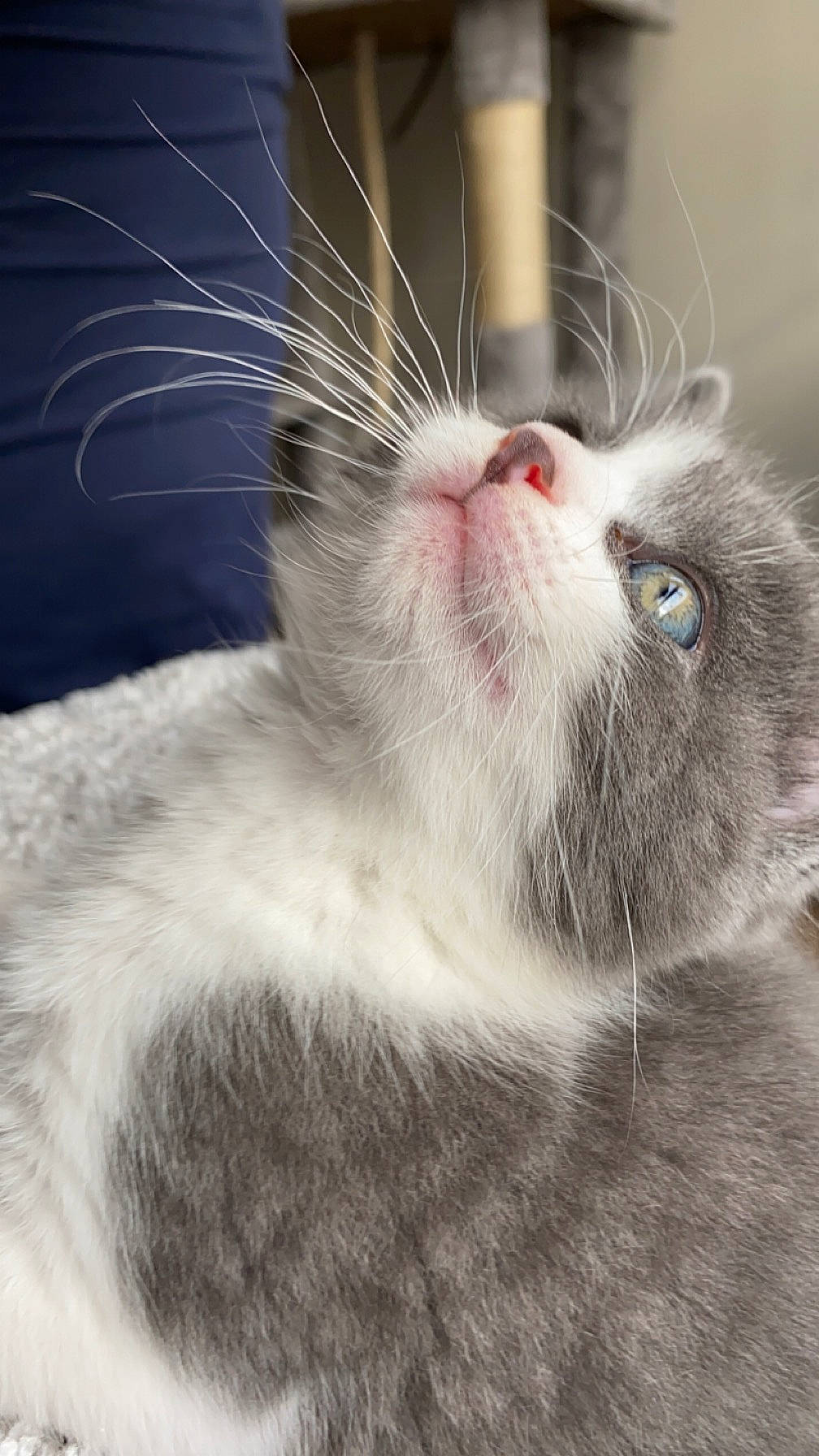 Eden is registered to the contest to win money with this photo: animal_shelter, carnivore, cat, claw, domestic_short_haired_cat, eye, eyelash, felidae, foot, fur, paw, small_to_medium_sized_cats, snout, tail, terrestrial_animal, whiskers