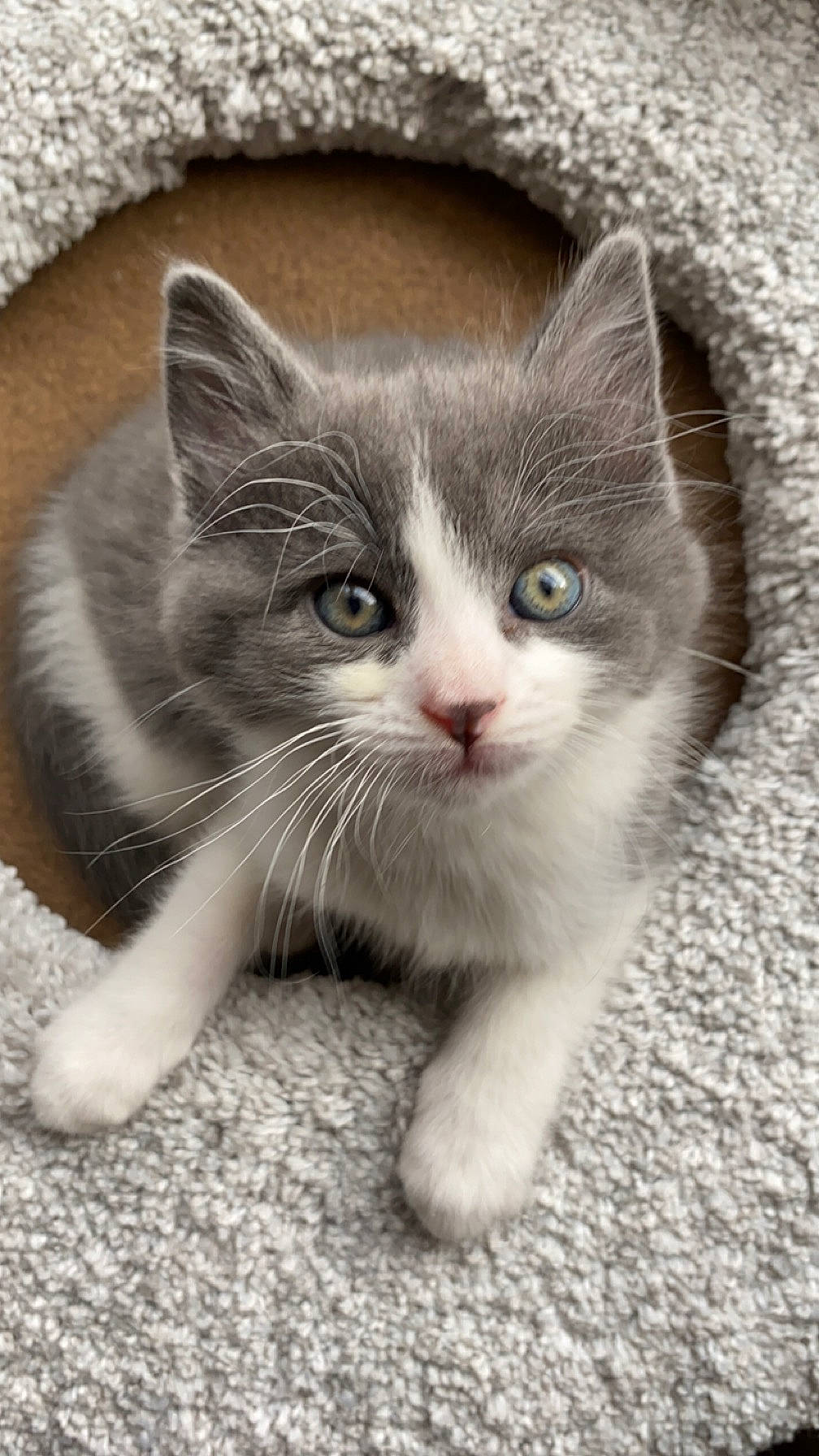 Eden is registered to the contest to win money with this photo: carnivore, cat, claw, domestic_short_haired_cat, felidae, flooring, fur, grey, monochrome_photography, paw, sitting, small_to_medium_sized_cats, snout, tail, terrestrial_animal, whiskers, window