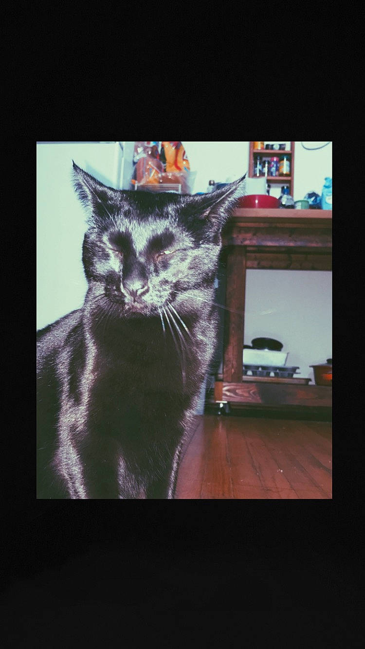 Lilith joined the competition — help win amazing prizes! art, automotive_tire, black_cat, bookcase, carnivore, cat, display_device, domestic_short_haired_cat, felidae, fur, grey, shelf, shelving, small_to_medium_sized_cats, snout, tail, television, television_set, terrestrial_animal, whiskers