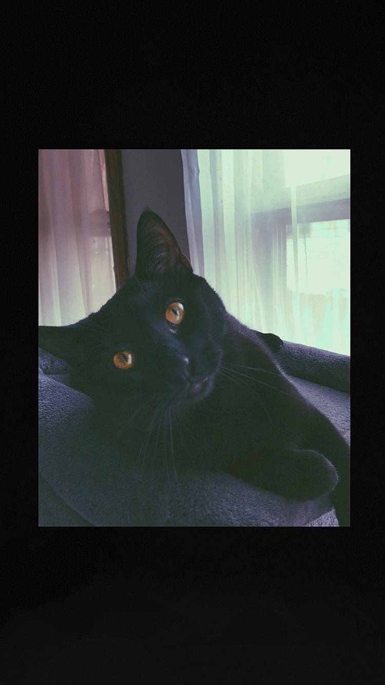 Lilith joined the competition — help win amazing prizes! black_cat, bombay, carnivore, cat, darkness, domestic_short_haired_cat, felidae, fur, grey, photo_caption, plant, room, small_to_medium_sized_cats, snout, square, tail, tints_and_shades, tree, whiskers, window