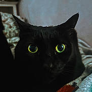 Jinx is registered to the contest to win money with this photo: black_cat, cat, pet, animal, close_up, yellow_eyes, indoor, cozy, blanket, feline, whiskers, portrait, resting, cute, soft_texture, domestic_cat, fur, curious, eyes, face