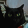 black_cat, cat, pet, animal, close_up, yellow_eyes, indoor, cozy, blanket, feline, whiskers, portrait, resting, cute, soft_texture, domestic_cat, fur, curious, eyes, face
