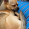 dog, sleeping, curled_up, small_dog, chihuahua, pet, canine, tan_fur, pointed_ears, closed_eyes, resting, cozy, lap, blue_stripes, blanket, indoors, relaxed, animal_portrait, furry, cute