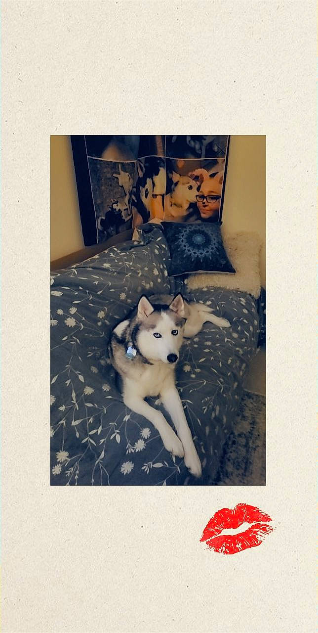 Kennedy joined the competition — help win amazing prizes! art, canidae, carnivore, companion_dog, dog, dog_breed, fawn, font, fur, pattern, photo_caption, room, sitting, snout, square, stuffed_toy, tail, toy, toy_dog, visual_arts