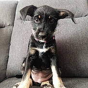 Luna joined the competition — help win amazing prizes! puppy, dog, black, tan, sitting, couch, indoor, pet, young, fur, ears, cute, animal, collar, looking, portrait, adorable, small, domestic_animal, friendly