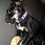 puppy, dog, sleeping, collar, pink_collar, black_fur, tan_fur, white_patch, couch, indoor, resting, pet, animal, cozy, closeup, fur, cute, peaceful, relaxing, domestic