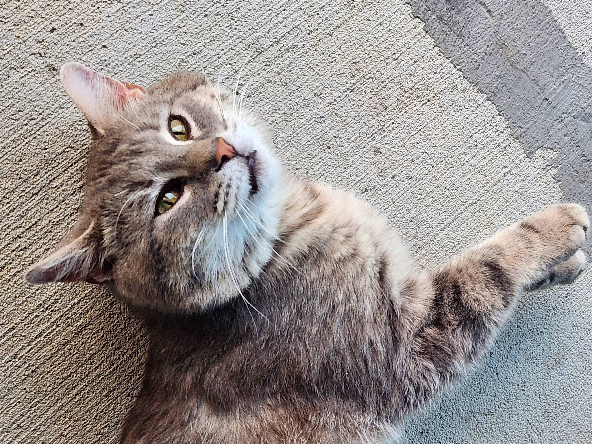 Woodsie is registered to the contest to win money with this photo: carnivore, cat, claw, domestic_short_haired_cat, felidae, fur, grey, paw, small_to_medium_sized_cats, tail, terrestrial_animal, whiskers