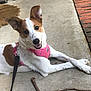 animal, brown_and_white, canine, closeup, concrete, daylight, dog, doormat, ears, front_paws, happy, harness, leash, looking_at_camera, outdoor, pet, porch, resting, smiling, stick
