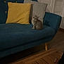 Rita a rejoint le concours — aidez-le/la à gagner de superbes lots ! kitten, cat, sofa, couch, pillow, yellow_pillow, grey_pillow, wooden_floor, indoor, pet, animal, small, furniture, door, shadow, cozy, home, domestic, cute, sitting