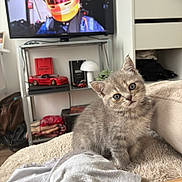 Rita a rejoint le concours — aidez-le/la à gagner de superbes lots ! kitten, cat, gray_tabby, pet, indoor, blanket, furniture, television, helmet, toy_car, shelf, book, lamp, cozy, curious, head_tilt, living_room, soft_texture, cute, domestic_animal