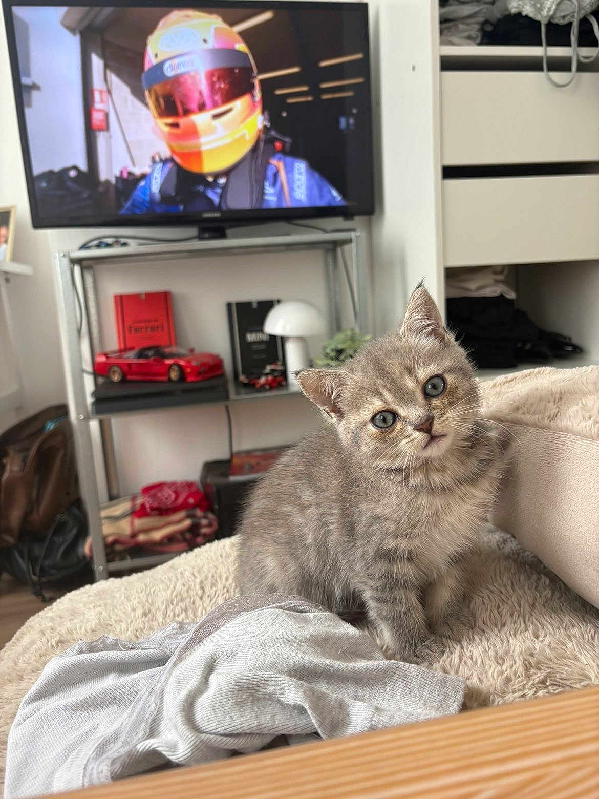 Rita a rejoint le concours — aidez-le/la à gagner de superbes lots ! kitten, cat, gray_tabby, pet, indoor, blanket, furniture, television, helmet, toy_car, shelf, book, lamp, cozy, curious, head_tilt, living_room, soft_texture, cute, domestic_animal