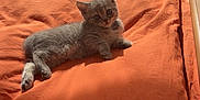 Rita a rejoint le concours — aidez-le/la à gagner de superbes lots ! kitten, cat, pet, animal, bed, orange_bedspread, sunlight, indoor, feline, cute, small, relaxed, curious, fur, whiskers, resting, cozy, domestic, young, soft