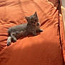 kitten, cat, pet, animal, bed, orange_bedspread, sunlight, indoor, feline, cute, small, relaxed, curious, fur, whiskers, resting, cozy, domestic, young, soft