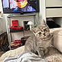 Rita participe au concours pour gagner de l'argent avec cette photo : kitten, cat, gray_tabby, pet, indoor, blanket, furniture, television, helmet, toy_car, shelf, book, lamp, cozy, curious, head_tilt, living_room, soft_texture, cute, domestic_animal