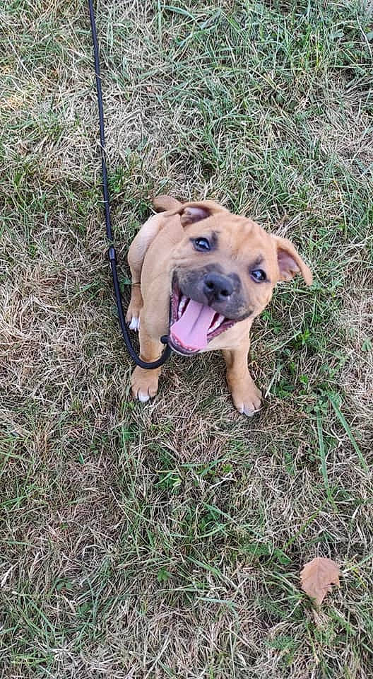 Rayna participe au concours pour gagner de l'argent avec cette photo : american_pit_bull_terrier, black_mouth_cur, boerboel, boxer, canidae, carnivore, dog, dog_breed, fawn, grass, mammal, mountain_cur, non_sporting_group, perro_de_presa_mallorquin, pit_bull, puppy, rare_breed_dog, sporting_group