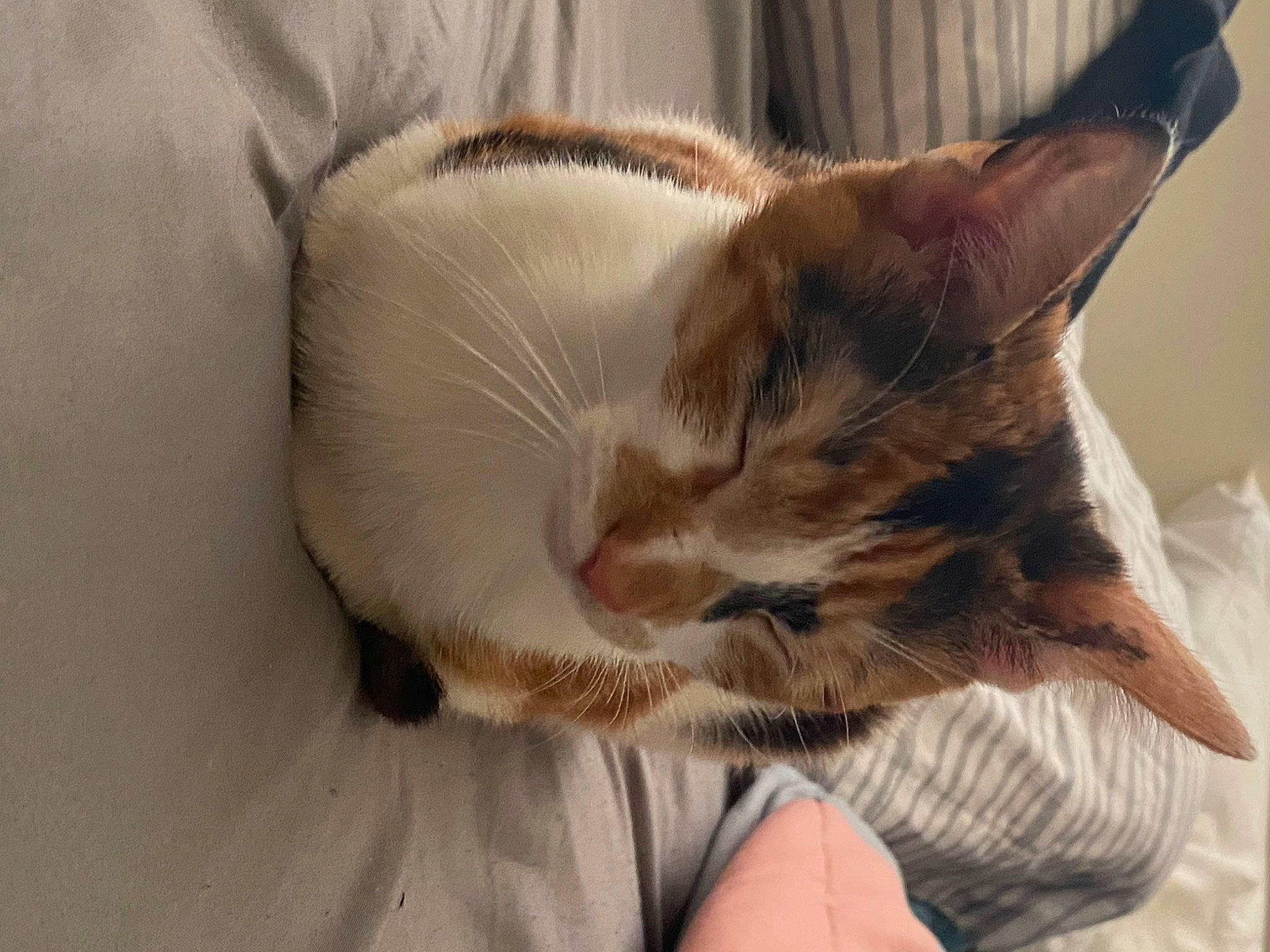 Patches joined the competition — help win amazing prizes! bed, carnivore, cat, cat_supply, claw, comfort, domestic_short_haired_cat, ear, fawn, felidae, fur, linens, nap, paw, pet_supply, small_to_medium_sized_cats, snout, tail, whiskers, wood