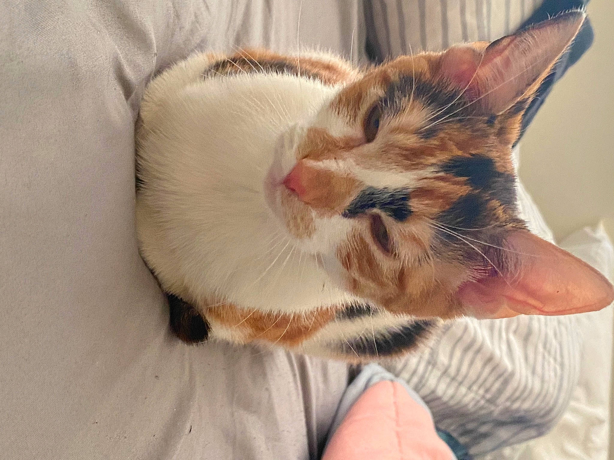 Patches joined the competition — help win amazing prizes! carnivore, cat, comfort, domestic_short_haired_cat, ear, eye, eyelash, fawn, felidae, finger, fur, gesture, hand, nail, paw, small_to_medium_sized_cats, snout, tail, whiskers, window