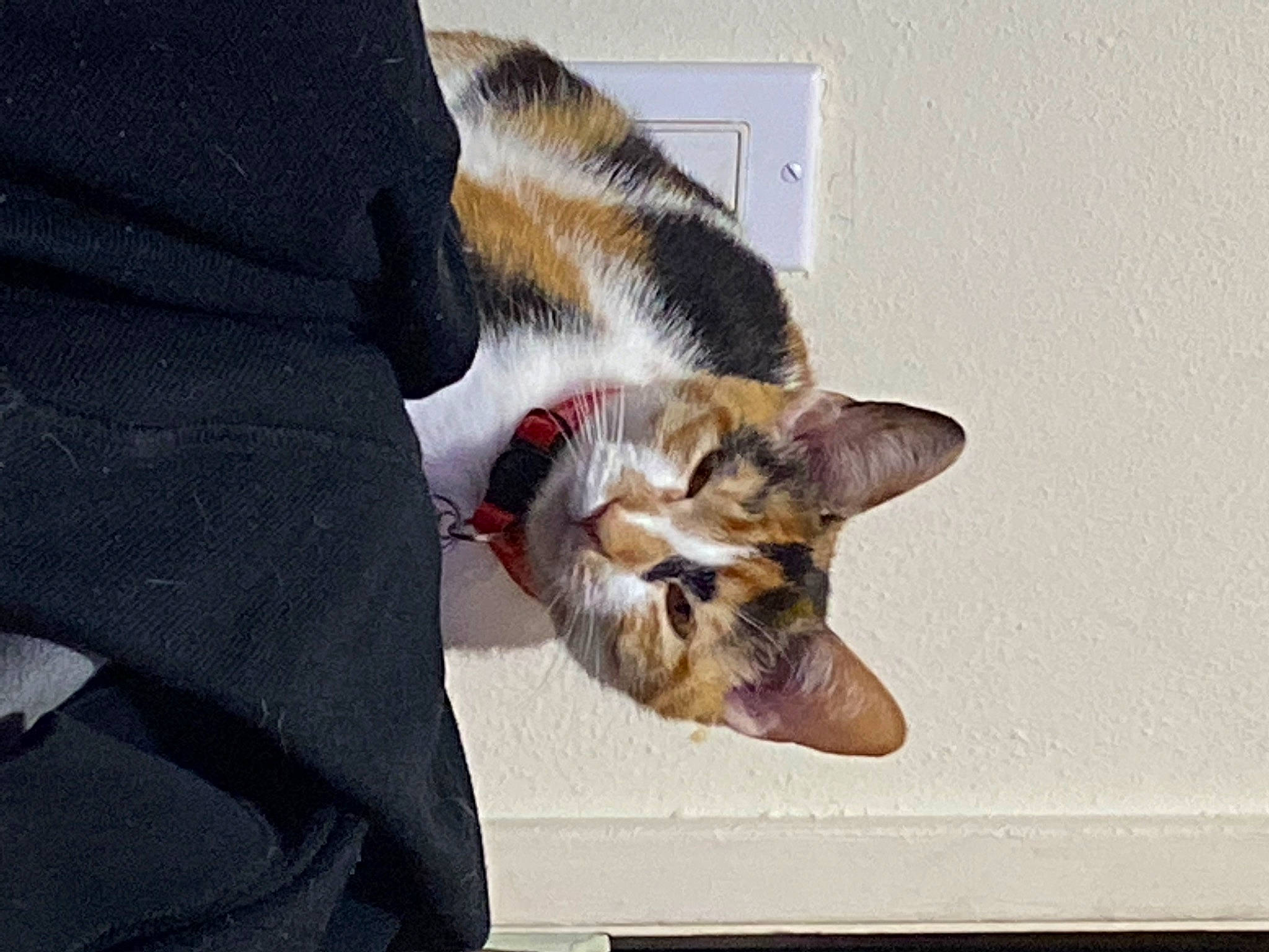 Patches joined the competition — help win amazing prizes! carnivore, cat, claw, comfort, domestic_short_haired_cat, fawn, felidae, fur, human_leg, paw, sitting, small_to_medium_sized_cats, snout, tail, whiskers, window, wood