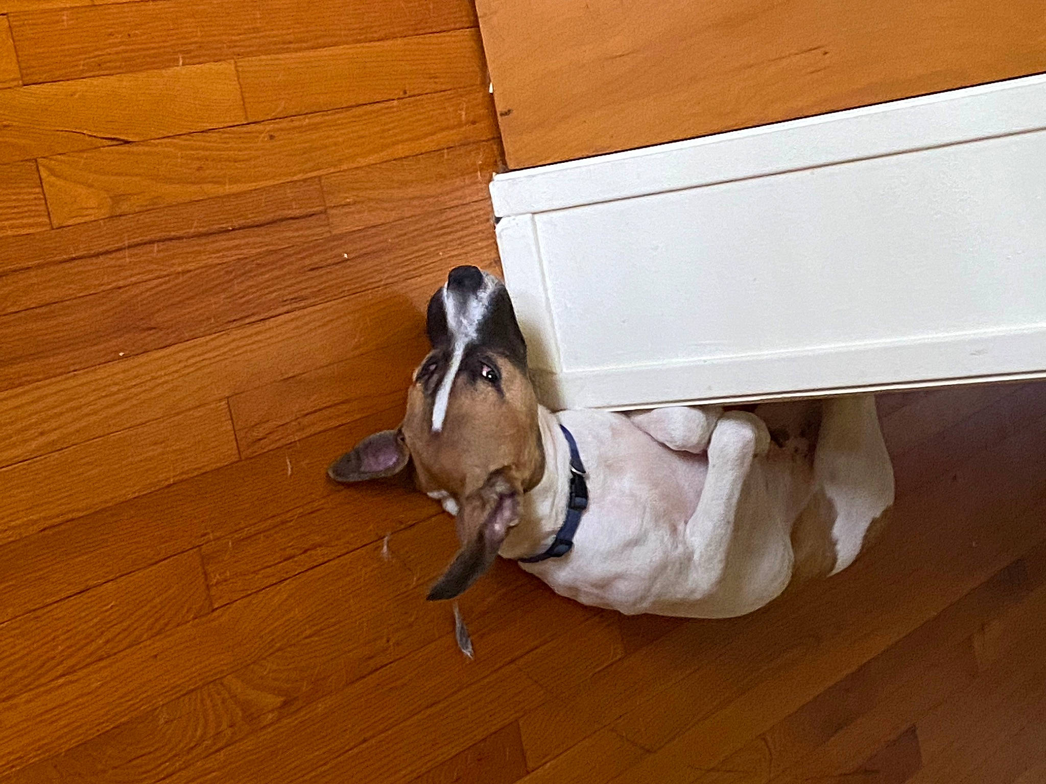 Kuvo joined the competition — help win amazing prizes! beige, carnivore, collar, companion_dog, dog, dog_breed, dog_collar, dog_supply, fawn, floor, flooring, hardwood, pet_supply, plywood, sporting_group, tail, window, wood, wood_stain, working_animal