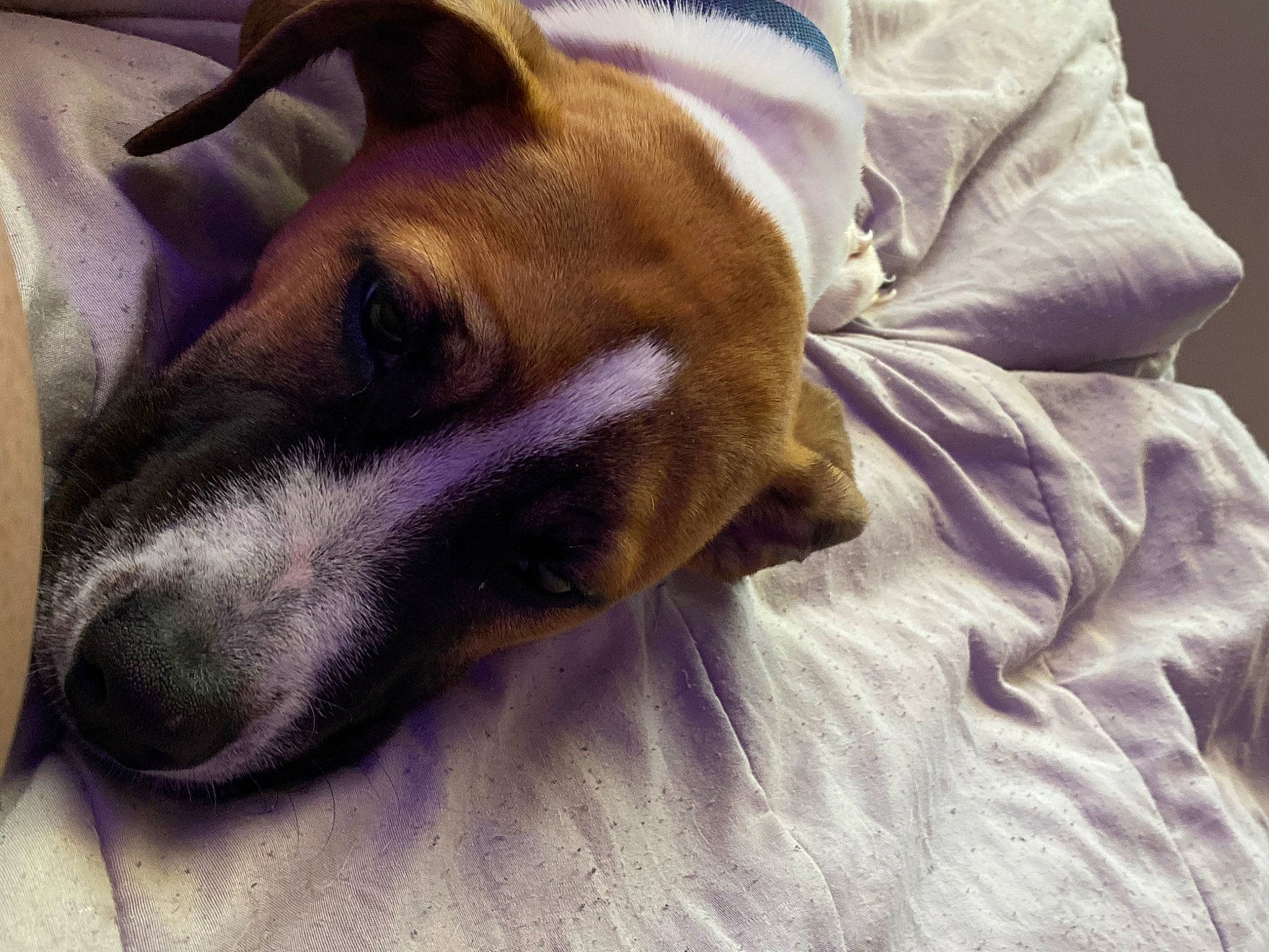 Kuvo joined the competition — help win amazing prizes! blanket, canidae, carnivore, comfort, companion_dog, dog, dog_breed, ear, fawn, fur, guard_dog, linens, nap, non_sporting_group, paw, sleep, snout, sporting_group, whiskers