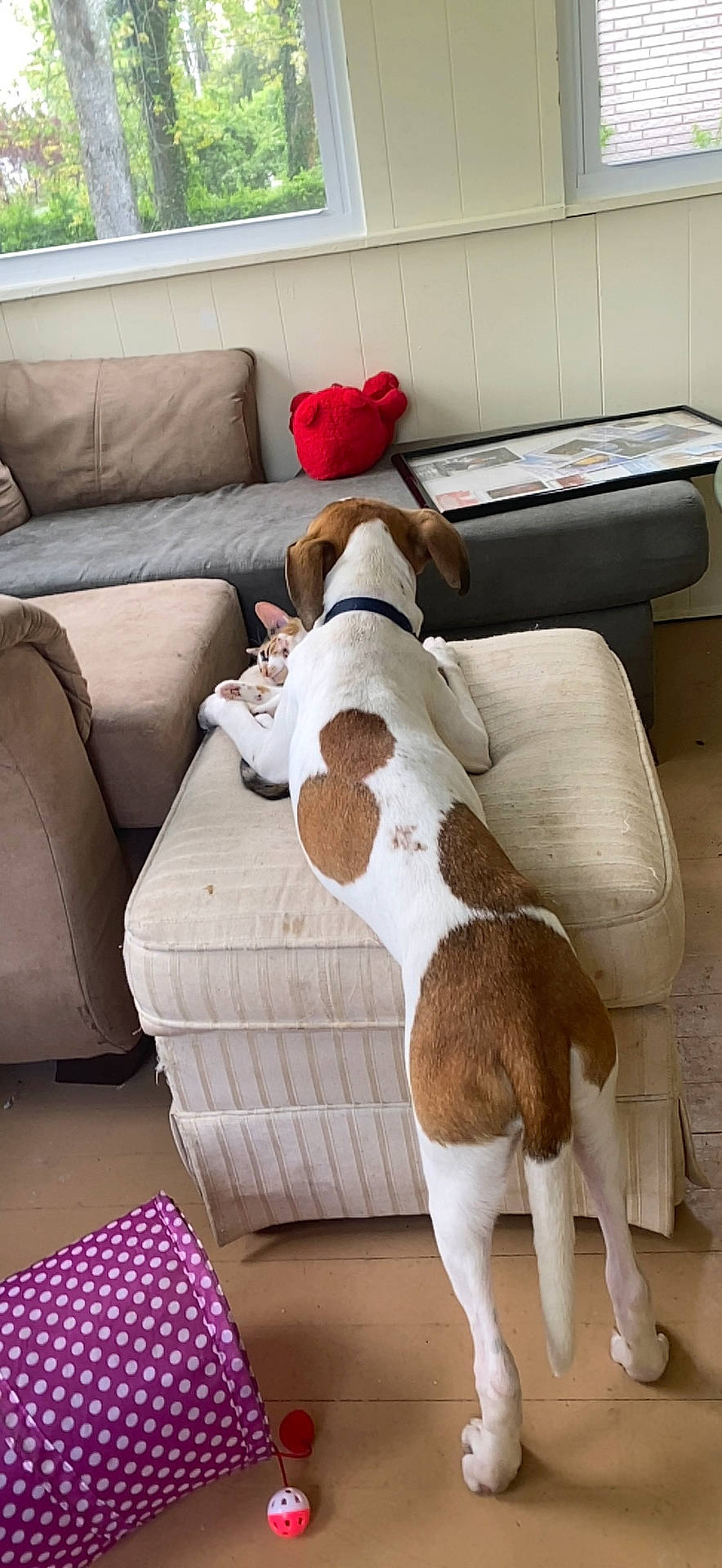 Kuvo joined the competition — help win amazing prizes! armrest, carnivore, comfort, companion_dog, couch, dog, dog_breed, fawn, flooring, furniture, human_leg, leg, living_room, pillow, sofa_bed, studio_couch, textile, thigh, toy, white