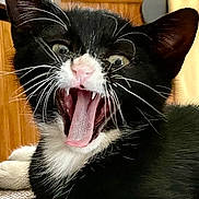 Dennis is registered to the contest to win money with this photo: animal, black_and_white, cat, closeup, cute, ears, expression, feline, fur, house, indoor, mouth_open, nose, pet, playful, resting, teeth, tongue, tuxedo_cat, whiskers