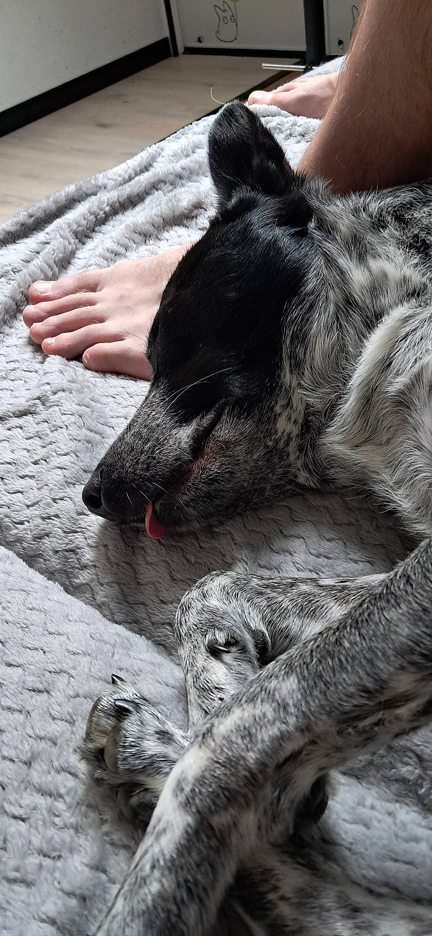 Prencess participe au concours pour gagner de l'argent avec cette photo : black_and_white, blanket, close_up, comfort, companion, cozy, dog, floor, fur, human_feet, indoor, paw, peaceful, pet, quiet, relaxation, resting, sleeping, texture, tongue_out